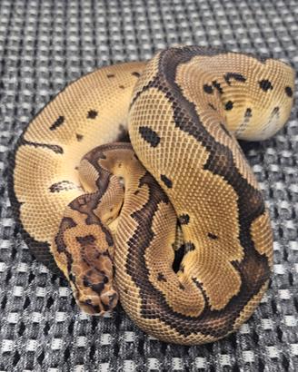 Pitone reale / python regius