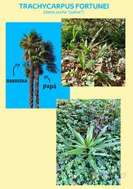 palme