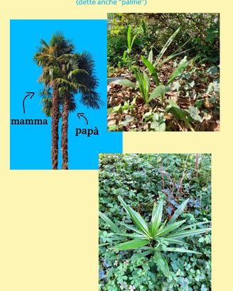 palme