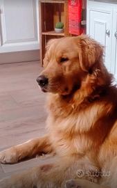 Golden retriever americano per monta
