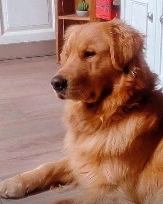 Golden retriever americano per monta