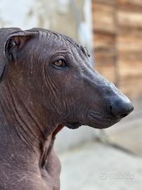 Cani nudi taglia grande