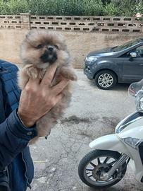 Spitz pomerania