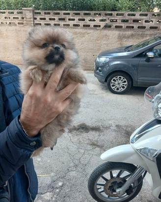 Spitz pomerania