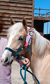 Puledra Haflinger (CAMPIONESSA)
