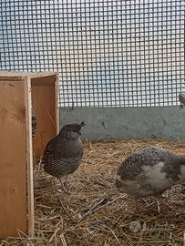 Colino della california femmina