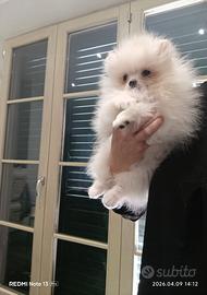 Volpino di Pomerania femmina con pedigree