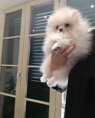 Volpino di Pomerania femmina con pedigree