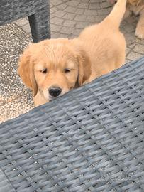 Golden retriever 75%americano con pedigree ENCI