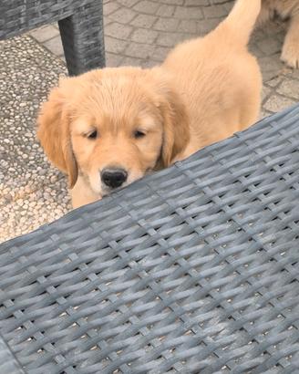Golden retriever 75%americano con pedigree ENCI
