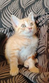 Soleil gattina 2 mesi