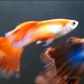 Guppy
