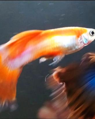 Guppy