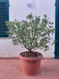 kumquat (mandarino cinese)