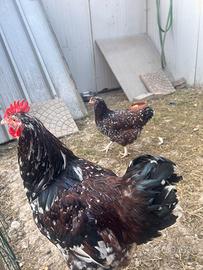 Galline coppia sassex