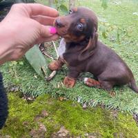 Bassotti Nani Cioccolato