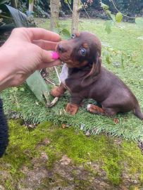 Bassotti Nani Cioccolato