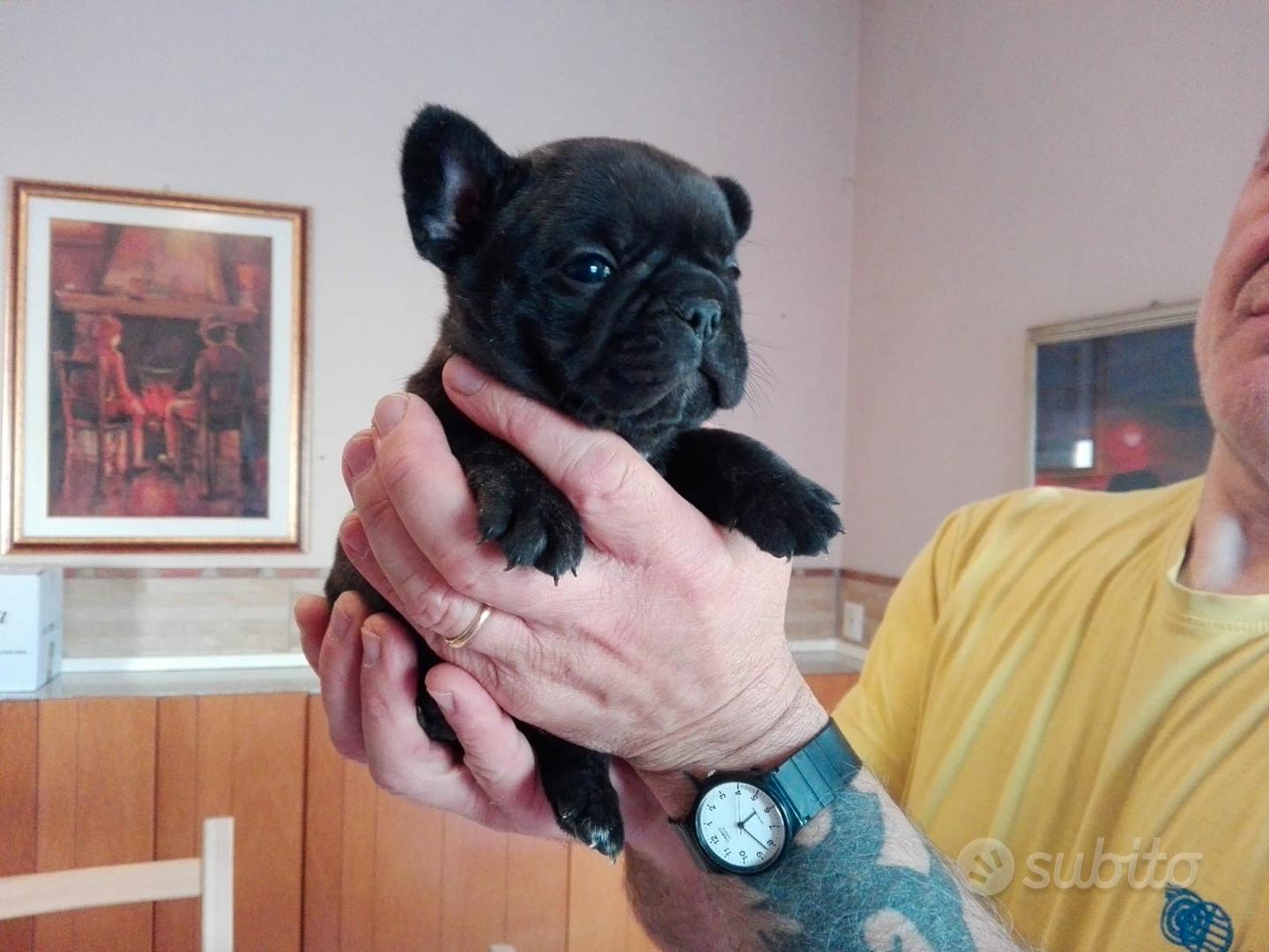 Cuccioli Bulldog Francese Disponibili. Allevamento Italiano Bouledogue – Bulldog  Francese Expo