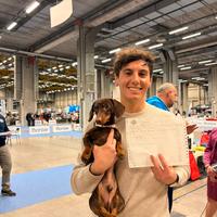 Bassotto nano da monta