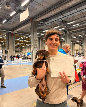 Bassotto nano da monta