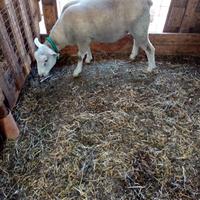 Montone bariscion di 11 mesi