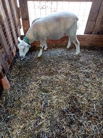 Montone bariscion di 11 mesi