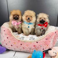 Volpino pomerania TOY 400 grammi 2 mesi cucciolo