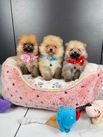 Volpino pomerania TOY 400 grammi 2 mesi cucciolo