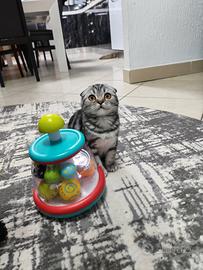 gattini scottish fold