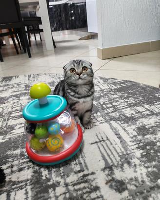 gattini scottish fold