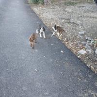 Segugi maremmani cani