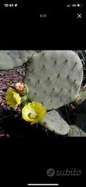Piante grasse siciliane opuntia robusta.