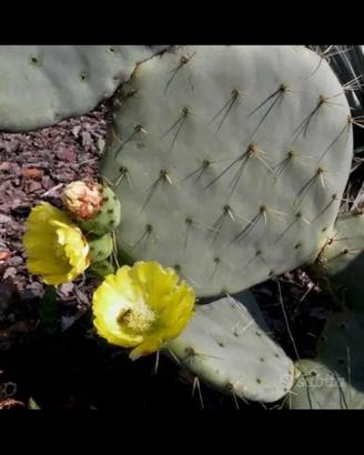 Piante grasse siciliane opuntia robusta.