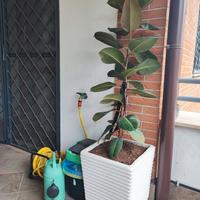 Ficus con Vaso Cemento Terriccio concimato