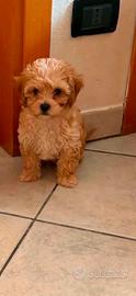 Maltipoo
