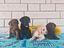 Immagine 6