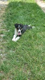 Cucciolo cane taglia media femmina