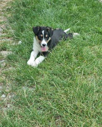 Cucciolo cane taglia media femmina