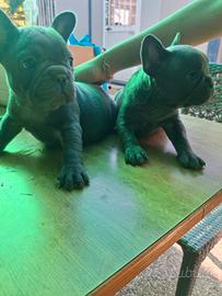 Cuccioli bulldog francese