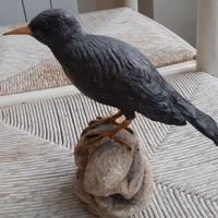 storno nero in scultura di argilla