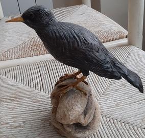 storno nero in scultura di argilla