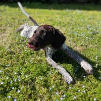 Dolcissimo Kurzhaar di 1 anno ROMA