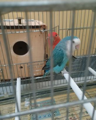 2 inseparabili di 1 anno a 40 euro l'uno