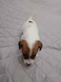 Jack Russell terrier rough