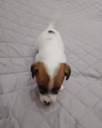 Jack Russell terrier rough