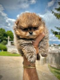 Cuccioli Pomerania enci