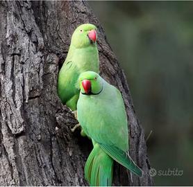Parrocchetto dal collare