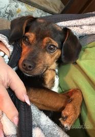 Cucciolo 20 mesi 