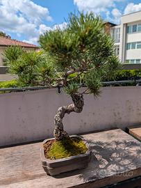 Bonsai pino penthapylla
