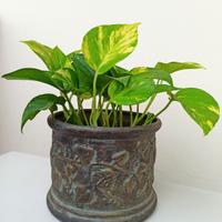 Pothos pianta